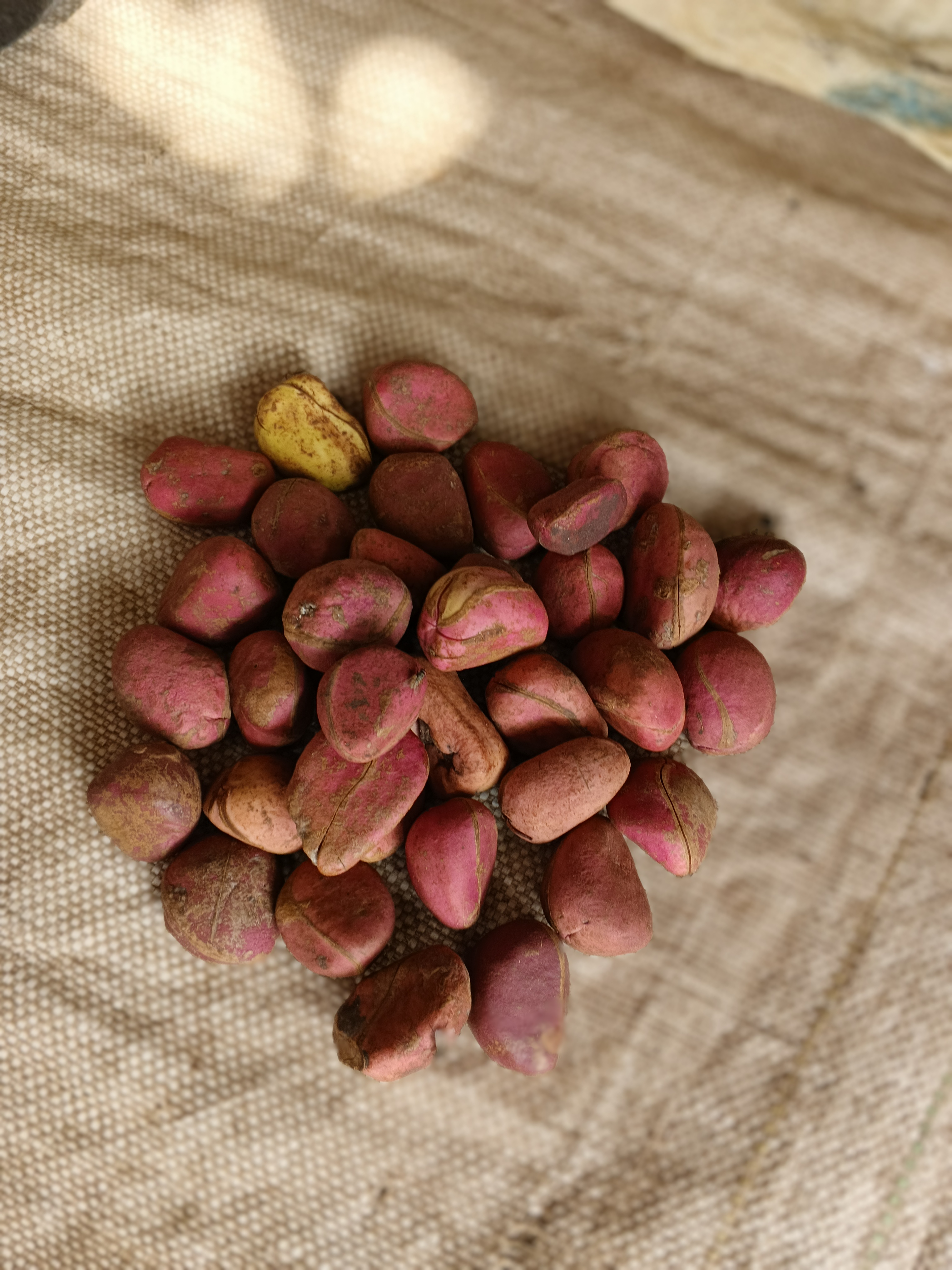 Kola nuts